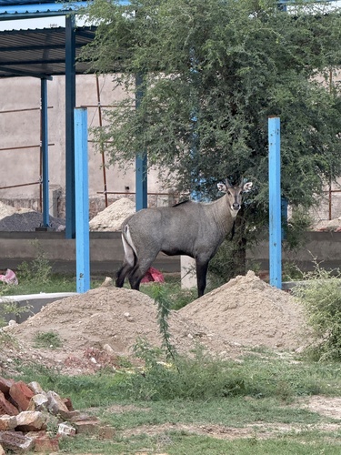 Nilgai