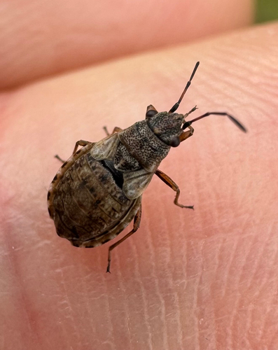 Nithecus jacobaeae