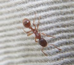 Myrmica rubra