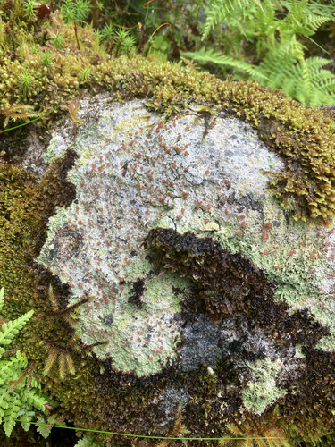 Brown Beret Lichen