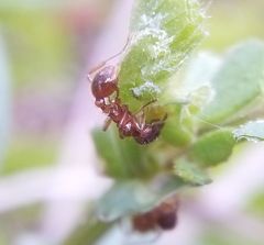 Myrmica rubra