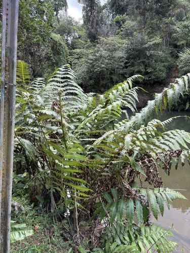 Cyathea horrida observed 2026-08-07