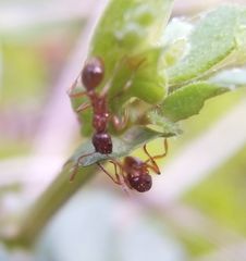 Myrmica rubra