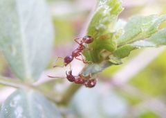 Myrmica rubra