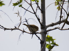 Phylloscopus collybita