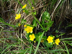 Caltha palustris
