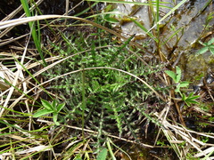 Cirsium palustre