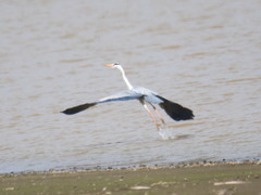 Ardea cinerea
