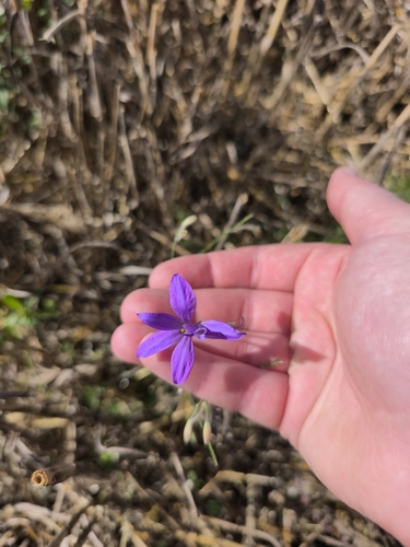 Forking Larkspur