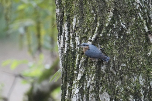 Eurasian Nuthatch