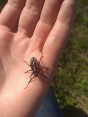 Dorcadion holosericeum