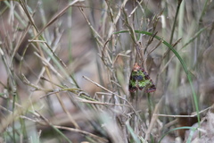 Koyaga viriditincta