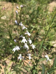 Lobelia spicata