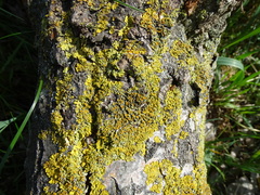 Xanthoria parietina