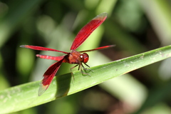 Neurothemis terminata