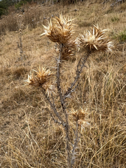 Carduus tenuiflorus, photograph (c) Terry Instone, some rights reserved (CC BY)