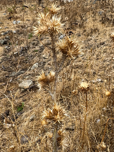 Carduus tenuiflorus, photograph 6