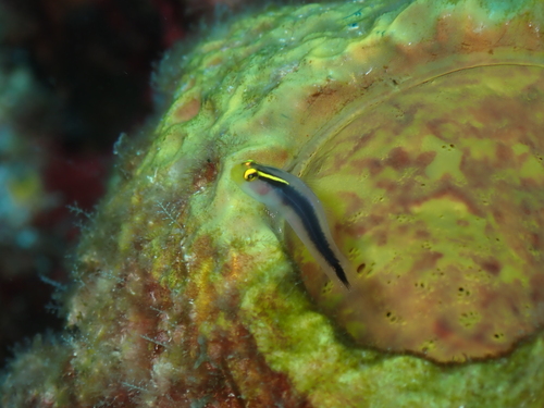 Elacatinus chancei observed 2026-08-07
