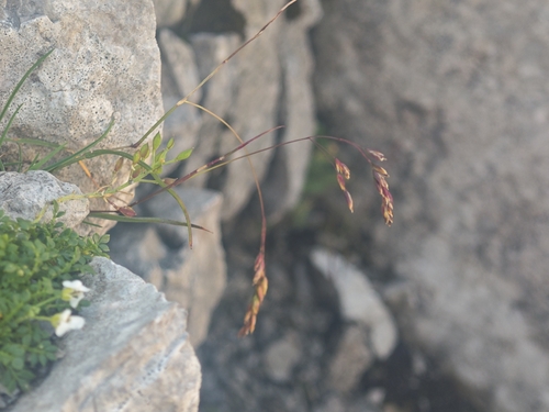 Poa minor observed 2026-08-03