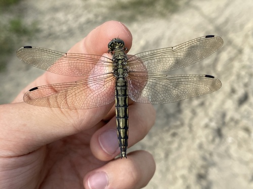 Black-tailed Skimmer