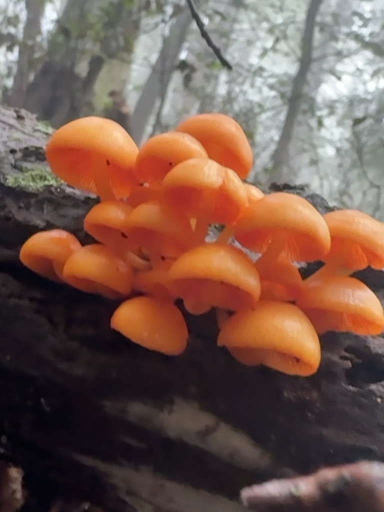 orange mycena · August 2026 · photo: Photo: (c) Sinéad Tuttle-Lerner, some rights reserved (CC BY) · iNaturalist