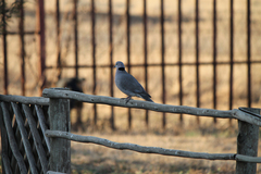 Streptopelia capicola