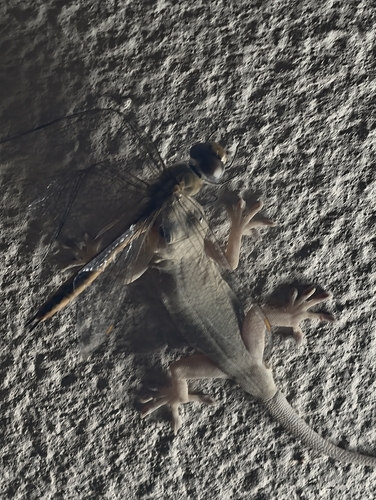 Wandering Glider