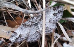 Paradarisa consonaria