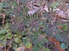 Lupinus perennis