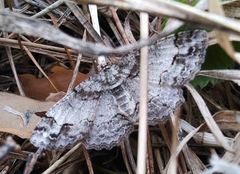 Paradarisa consonaria