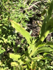 Pseudognaphalium californicum