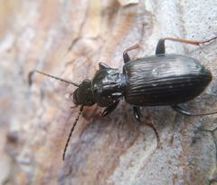 Pterostichus oblongopunctatus