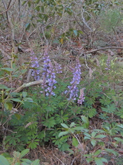 Lupinus perennis