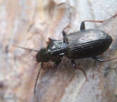 Pterostichus oblongopunctatus