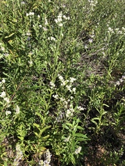 Pseudognaphalium californicum