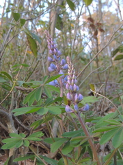 Lupinus perennis