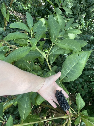Phytolacca polyandra, photograph 1