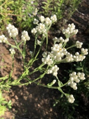 Pseudognaphalium californicum