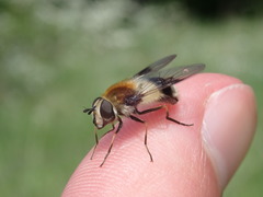 Leucozona lucorum