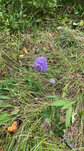 Devil's-bit Scabious