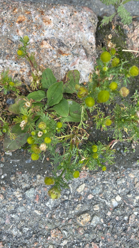 pineapple-weed