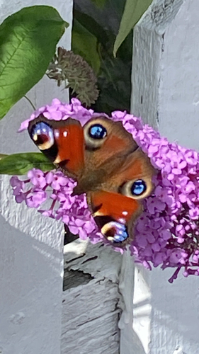 European Peacock Butterfly