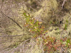 Galium simense