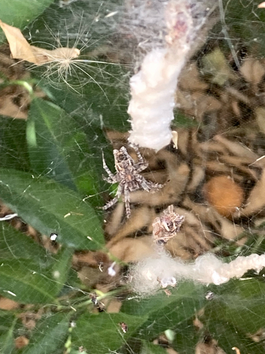 Tropical Tent-web Spider