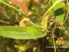 Smilax elongatoumbellata