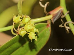 Smilax elongatoumbellata