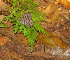 Magneuptychia analis
