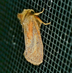 Acrolophus plumifrontella