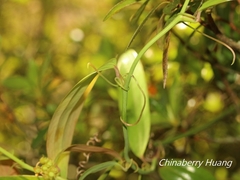 Smilax elongatoumbellata