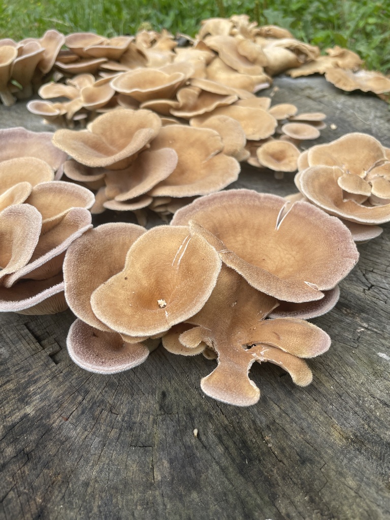 Hairy Oyster Mushroom · August 2026 · photo: Photo: no rights reserved · iNaturalist